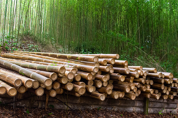 Materia prima bambú - Raw Material bamboo