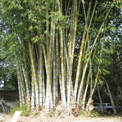 DENDROCALAMUS ASPER