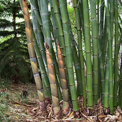 DENDROCALAMUS LATIFLORUS