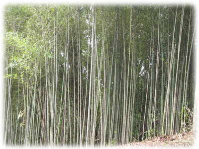 PHYLLOSTACHYS AUREA