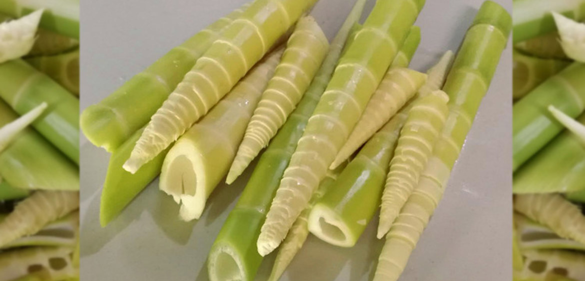 Bambú comestible - Edible bamboo