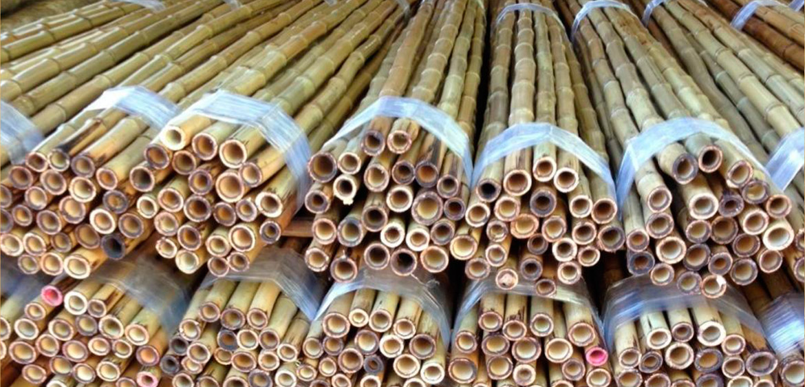 cañas de bambú - bamboo canes