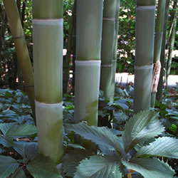 PHYLLOSTACHYS VIRIDIS