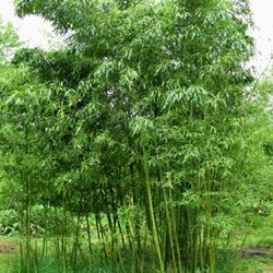 PHYLLOSTACHYS ANGUSTA