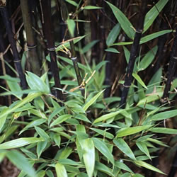 PHYLLOSTACHYS NIGRA