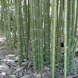 PHYLLOSTACHYS NIGRA HENON