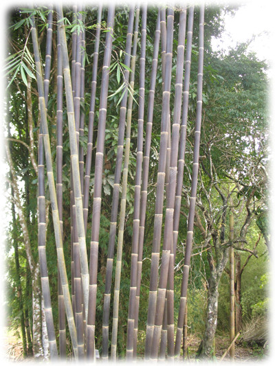 GIGANTOCHLOA ATROVEOLACEA