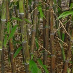 PHYLLOSTACHYS NIGRA BORYANA