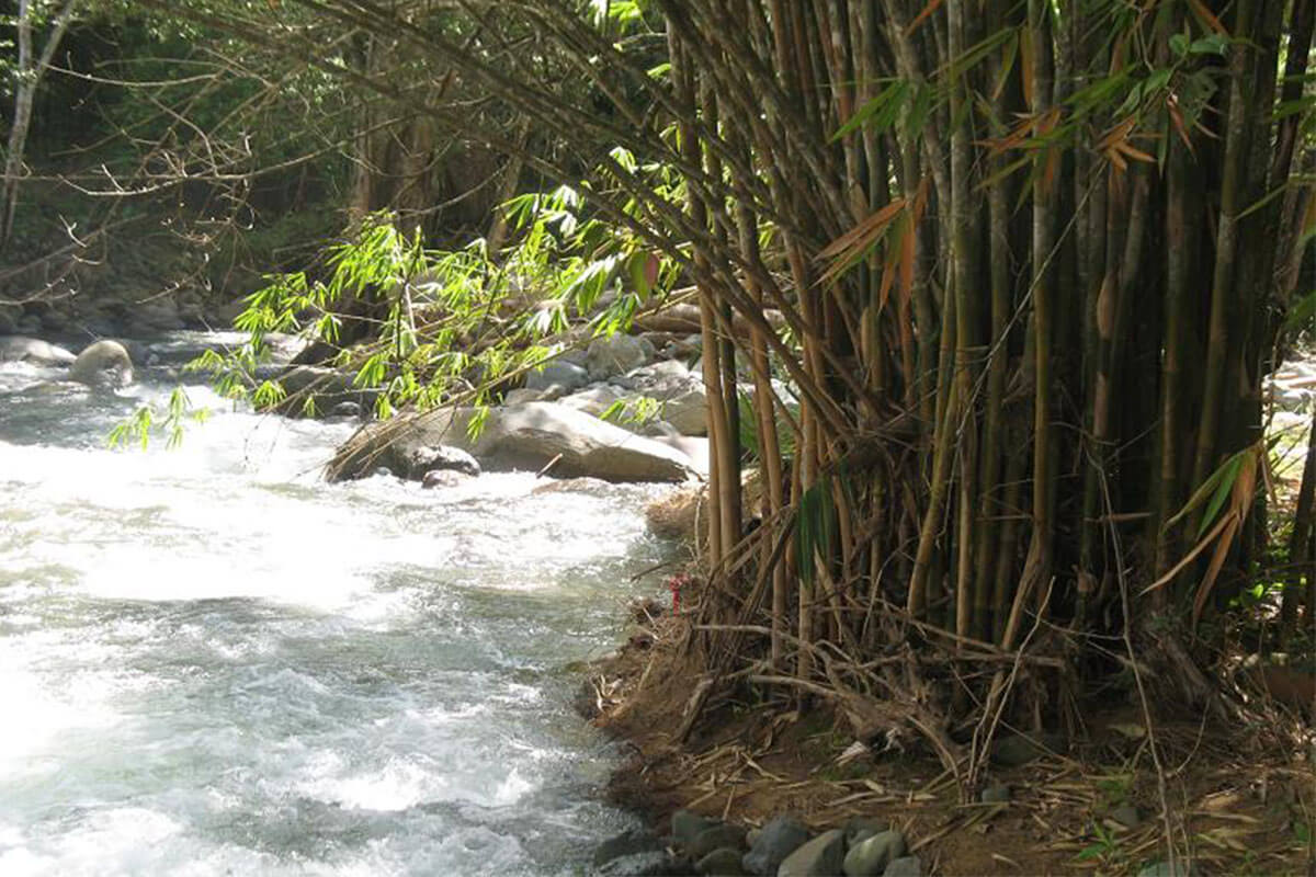 La siembra de Bambú en las cuencas de ríos y nacientes